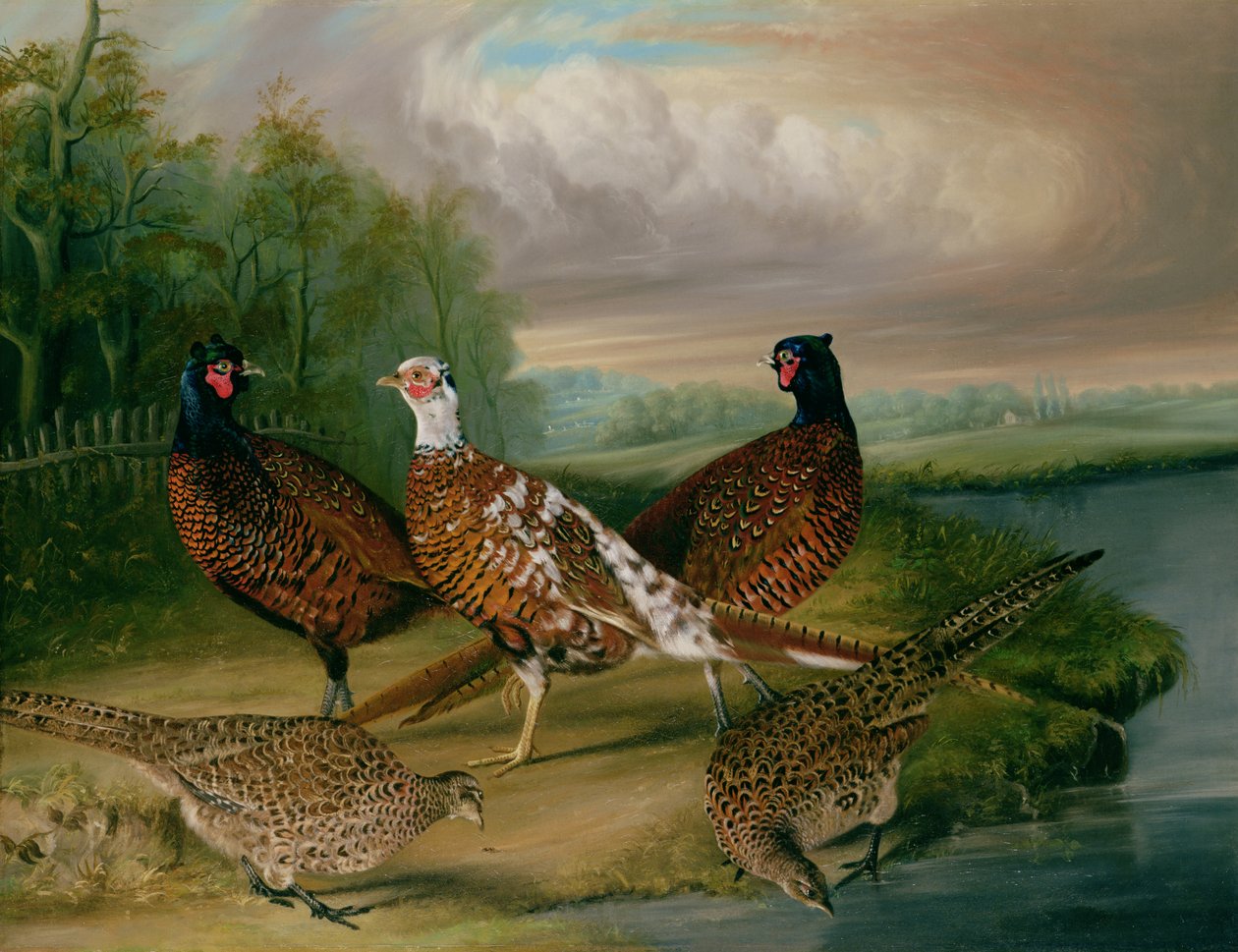 Wensum Nehri kıyısındaki sülünler, Norfolk (tuval üzerine yağlı boya) by James Blazeby