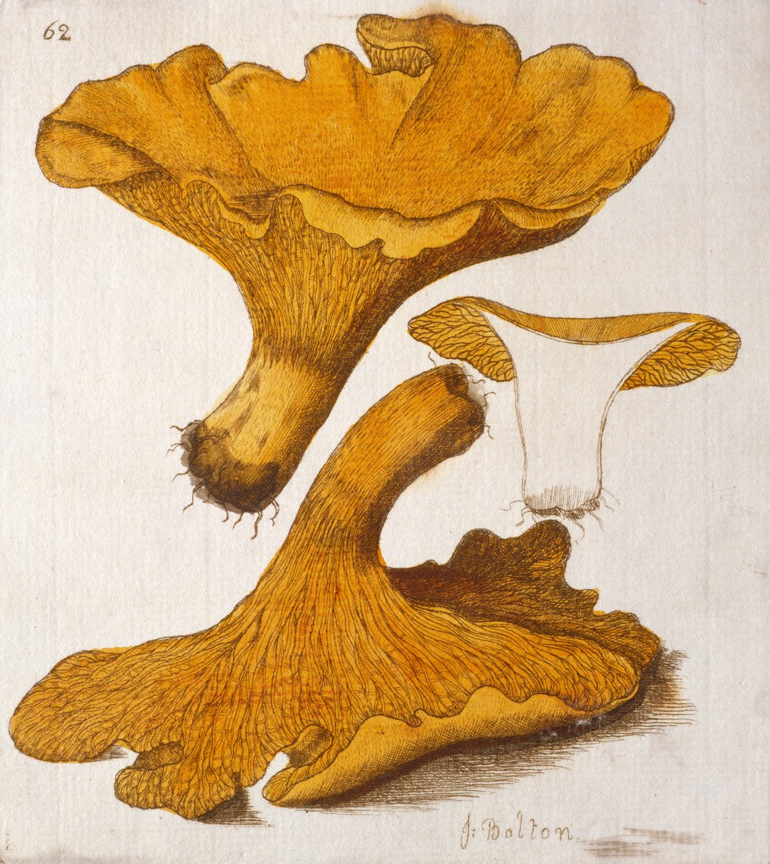 Cantharellus cibarius by James Bolton