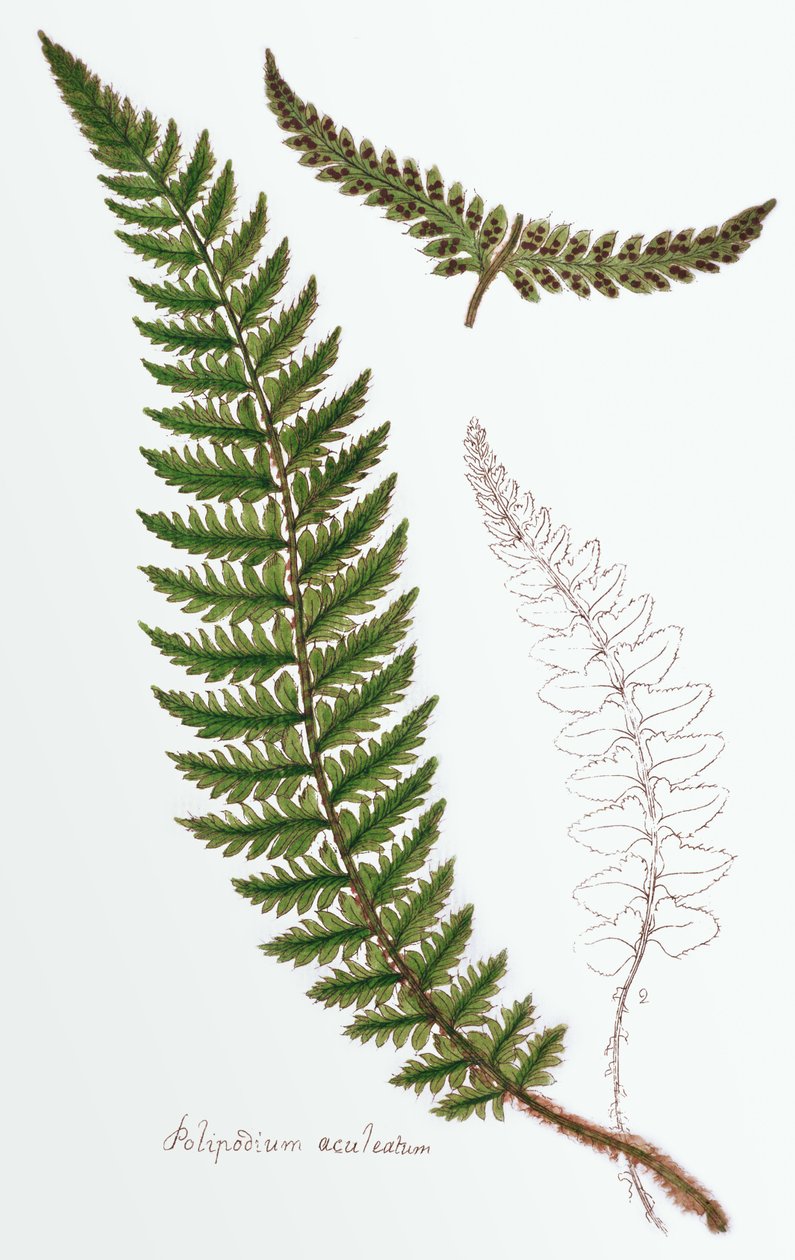 "Polipodium aculeatum", şimdi Polystichum achuleatum, Britanya Adaları boyunca yaygın bir nemli ağaç eğreltiotu, "Filices Brittanicae; İngiliz Uygun Eğrelti Otlarının Tarihi", 1785 by James Bolton