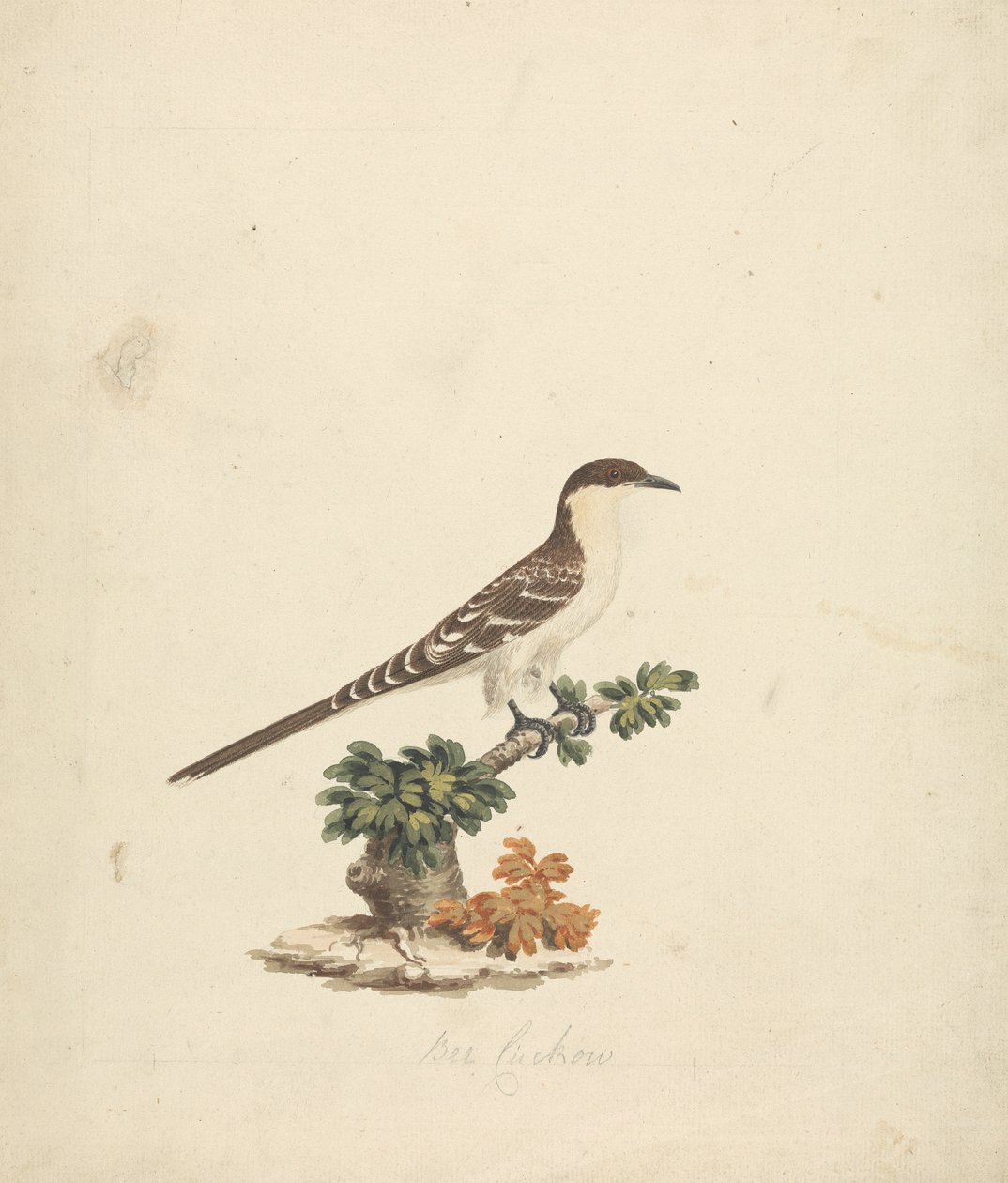 guguk arısı by James Bruce