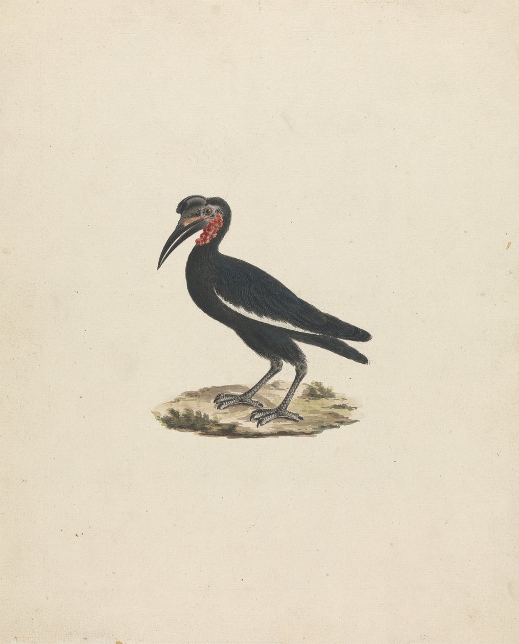 Bocorvus abyssinicus (Habeş Kara Gürgengagası) by James Bruce