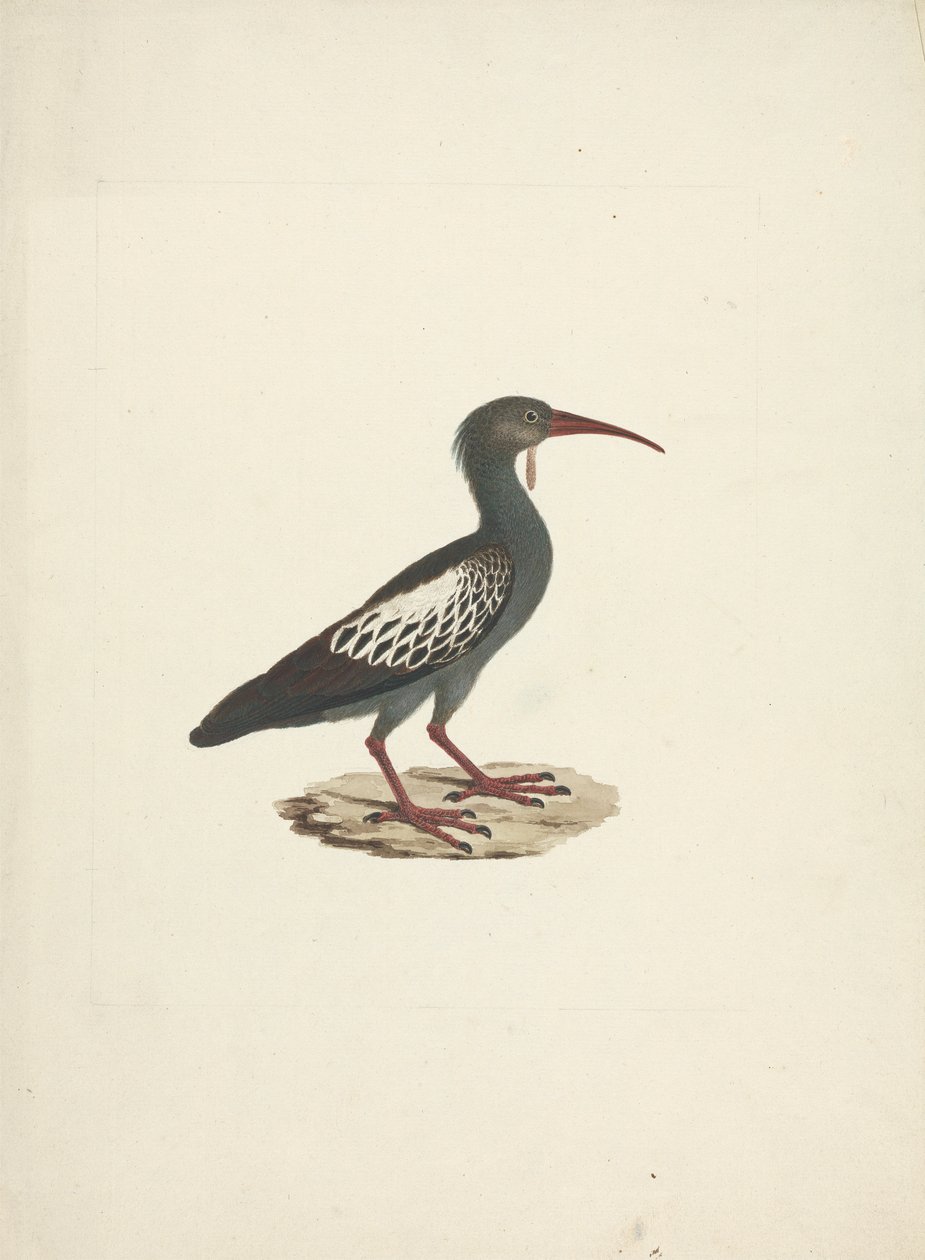 Bostrychia carunculata (Benekli Ibis) by James Bruce