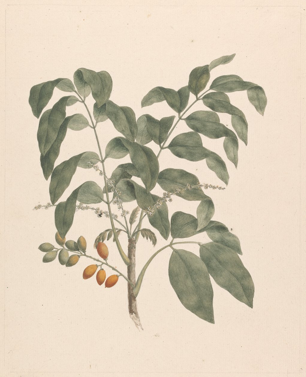 Brucea antidysenterica J. Miller (James Bruce's Tree): meyve sapı eklenmiş çizim tamamlandı by James Bruce