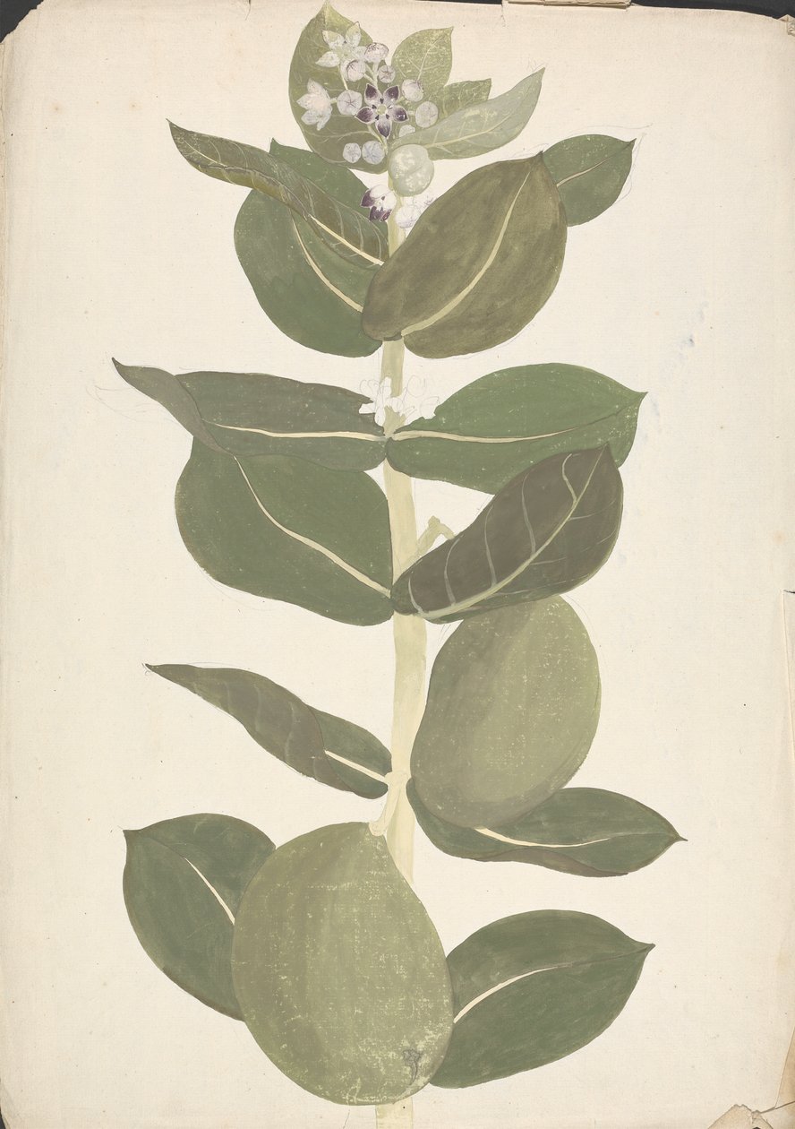 Calotropis procera (Ait.) Ait. F. (Sodom Elması, Kulak Ağacı): çiçekli ve meyve veren bitkinin çizimi tamamlandı by James Bruce