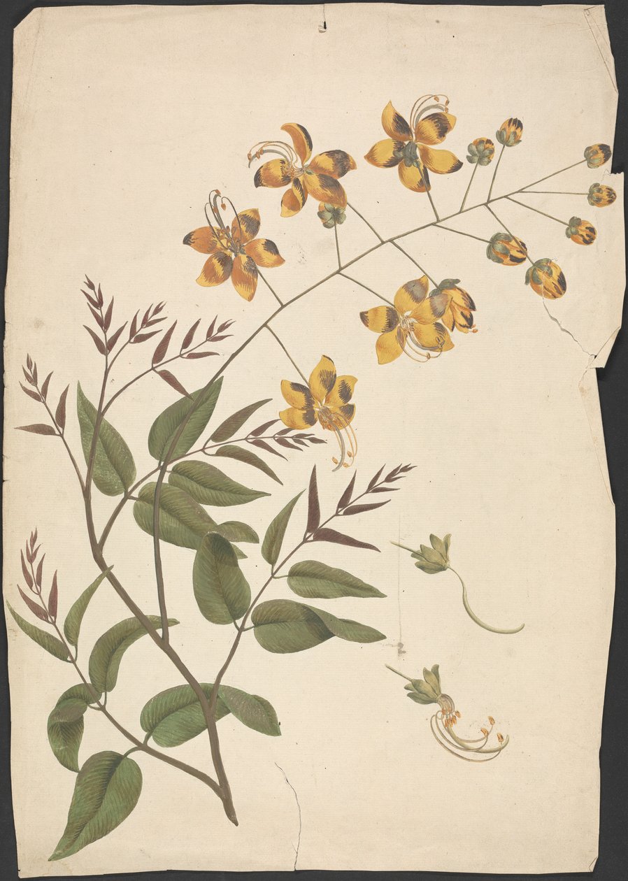 Cassia Fistula (Purging cassia): çiçeklerle yapraklı sürgün çizimi tamamlandı by James Bruce