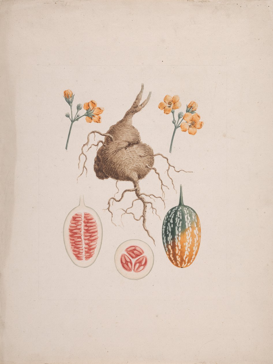 Coccinia abyssinica (Lam.): bitmiş çizim, yumru ve meyve detayı by James Bruce