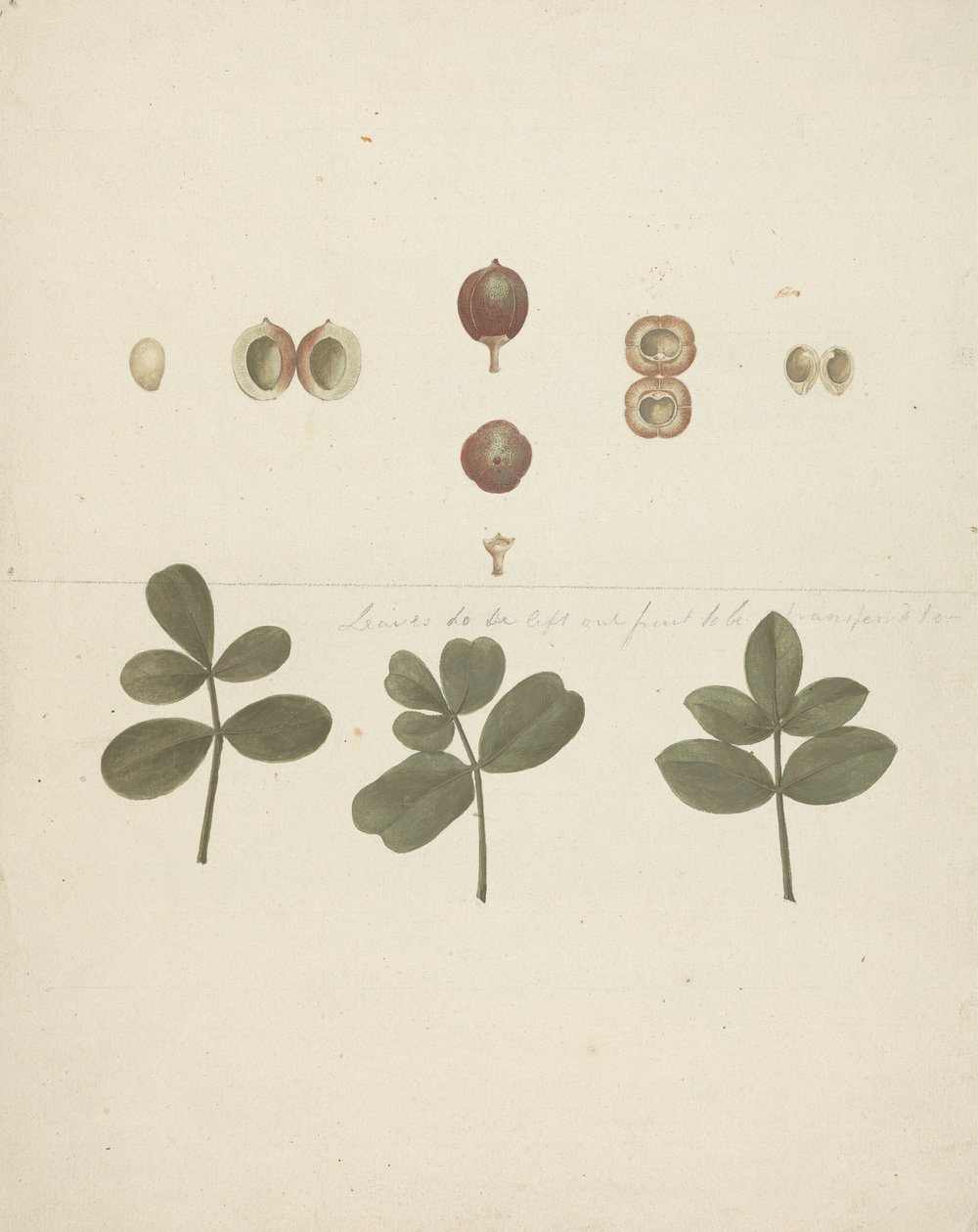Commiphora gileadensis (L.) C. Chr. (Gilead Merhemi, Opobalsam): meyvelerin, parçalara ayrılmış meyvelerin ve yaprakların bitmiş çizimi by James Bruce