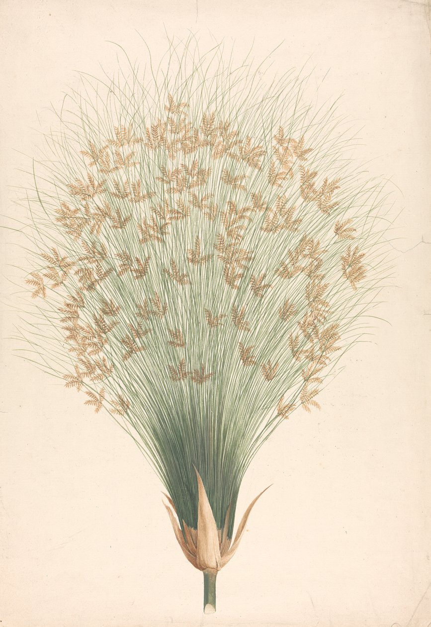 Cyperus papyrus L. (Papyrus Saz): çiçeklenme çizimi tamamlandı by James Bruce