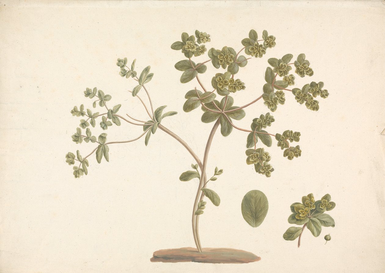 Euphorbia helioscopia L. (Sun Spurge): çiçek, yaprak ve meyve detaylarıyla çiçekli bitkinin çizimi tamamlandı by James Bruce