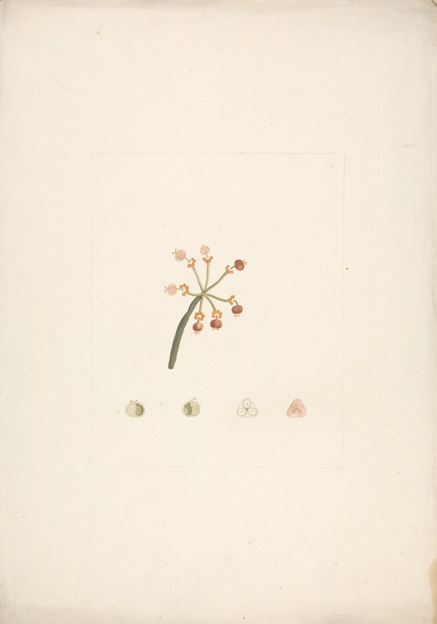 Euphorbia nubica NE Br. (Nubian Sütleğen): çiçek diseksiyonlarının ayrıntılarıyla birlikte çiçek açan ve meyve veren sürgünün tamamlanmış çizimi by James Bruce