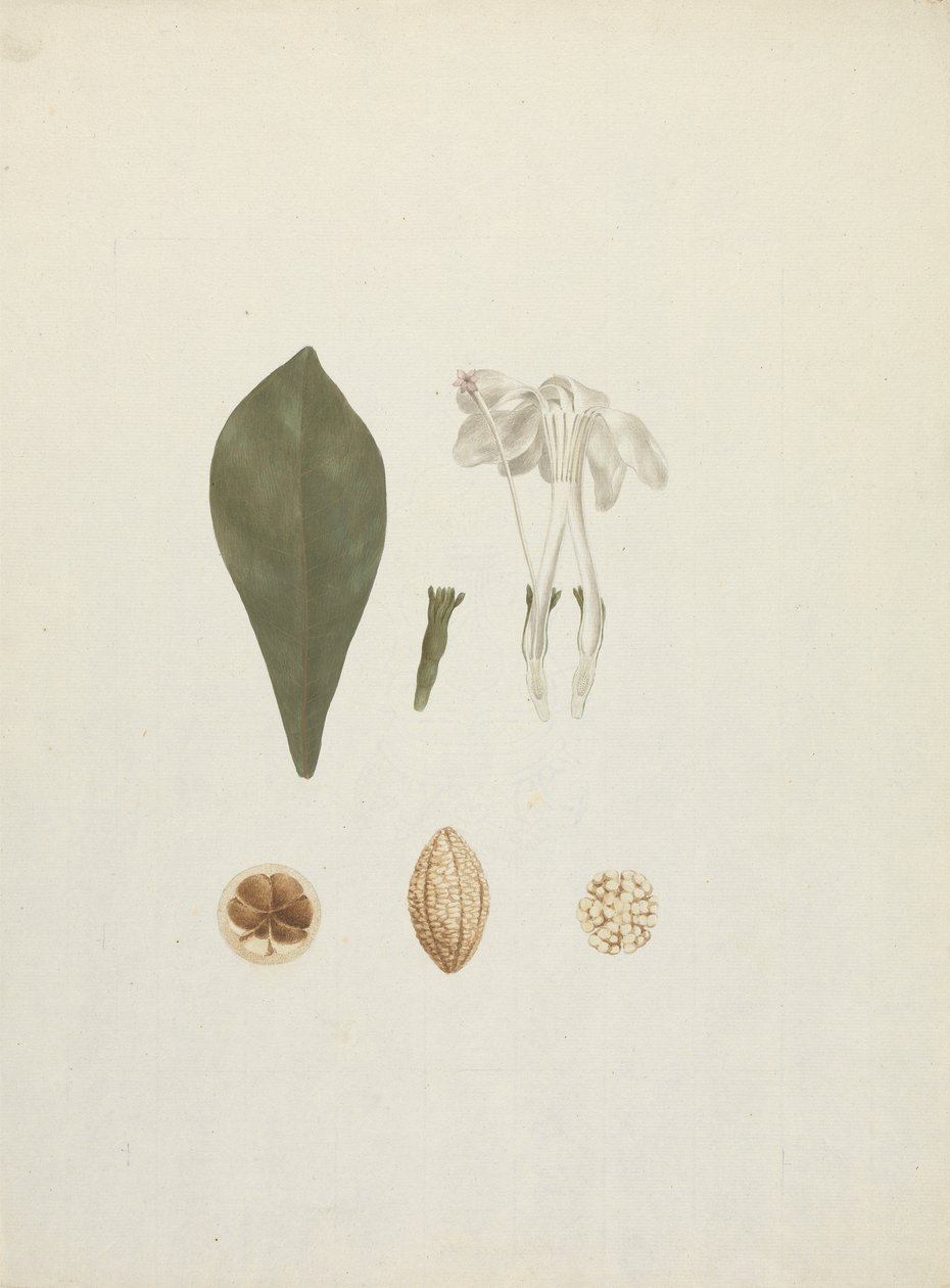 Gardenya ternifolia Schum.& Thonn. (Jovis-Tonantis): ek meyve detaylarıyla tamamlanmış çizim by James Bruce