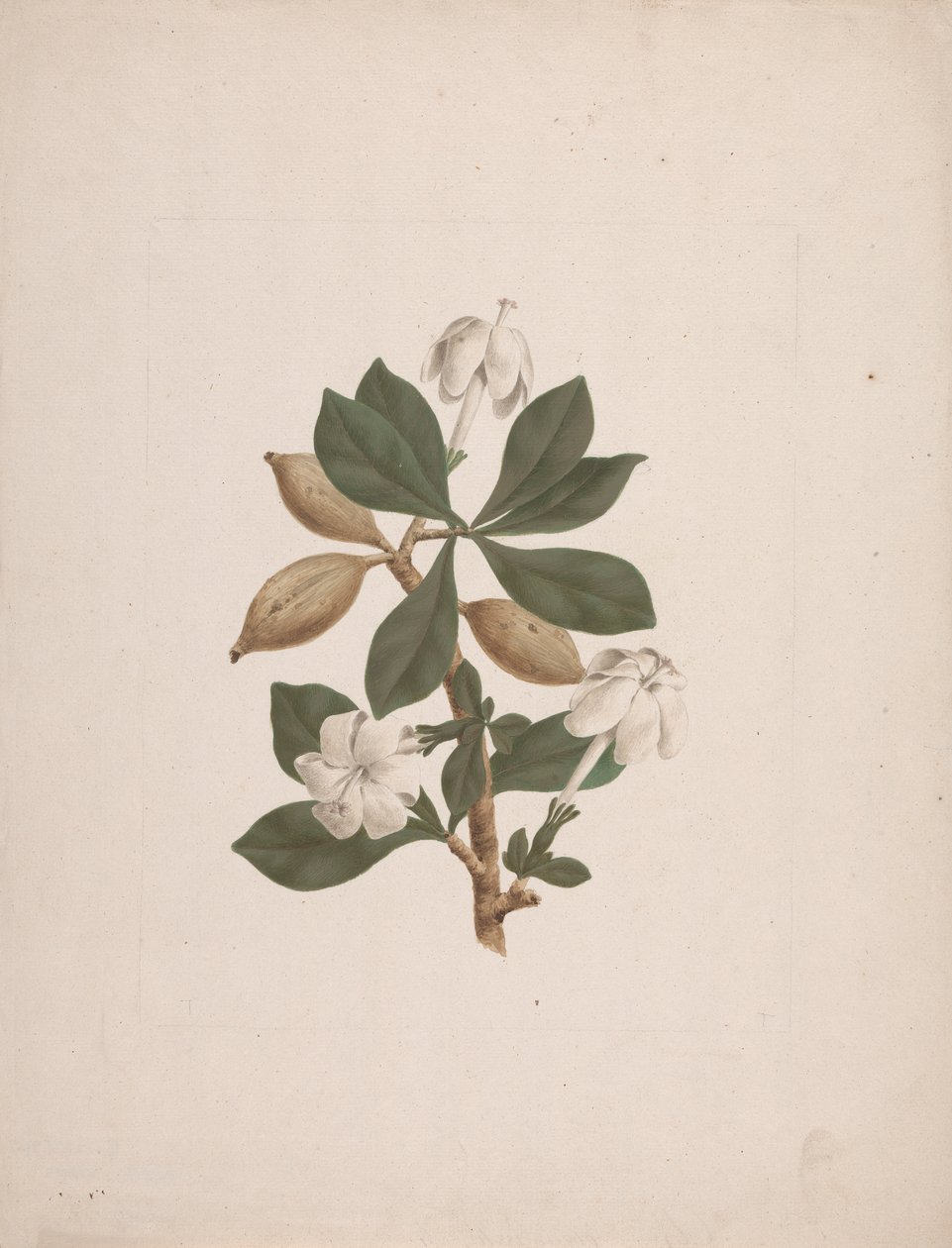 Gardenya ternifolia Schum.& Thonn. (Vahşi Gardenya): bitmiş çizim by James Bruce
