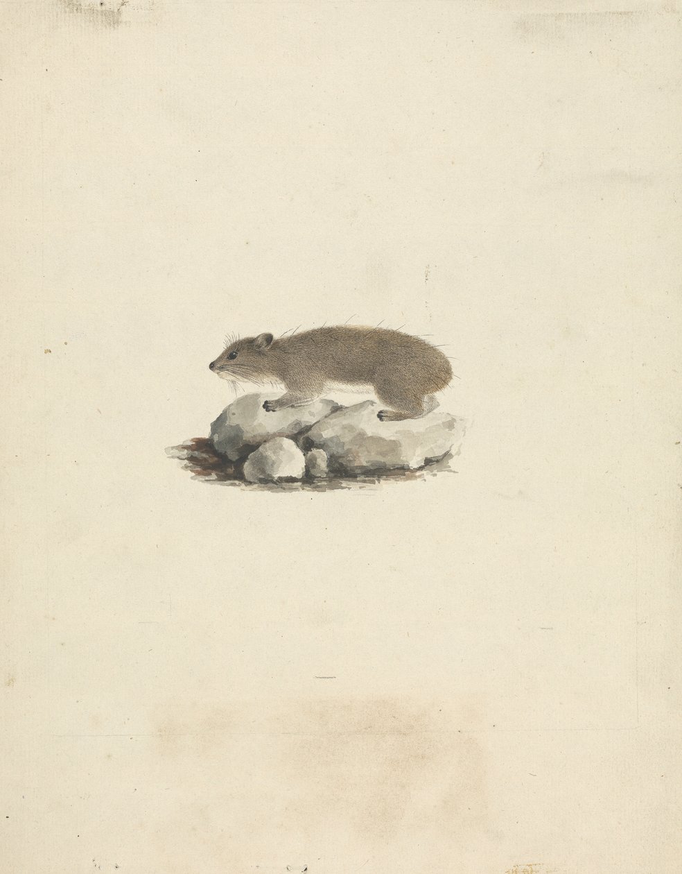 Heterohyrax brucei (Sarı Benekli Kaya Yaban Kedisi) by James Bruce