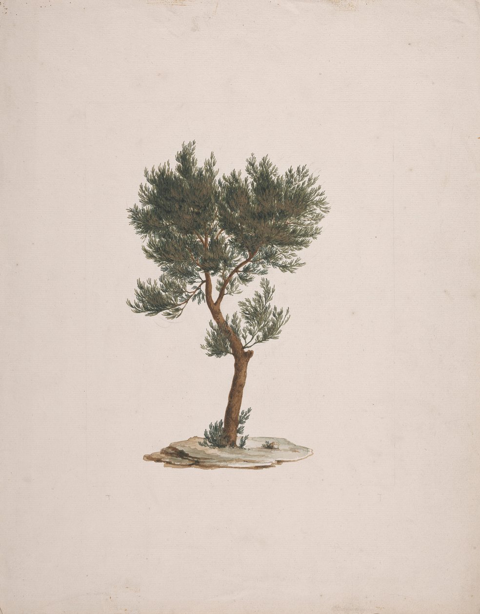 Juniperus procera Endl. (Afrika Kalem Sediri): ağaçların alışkanlığının çizimi tamamlandı by James Bruce