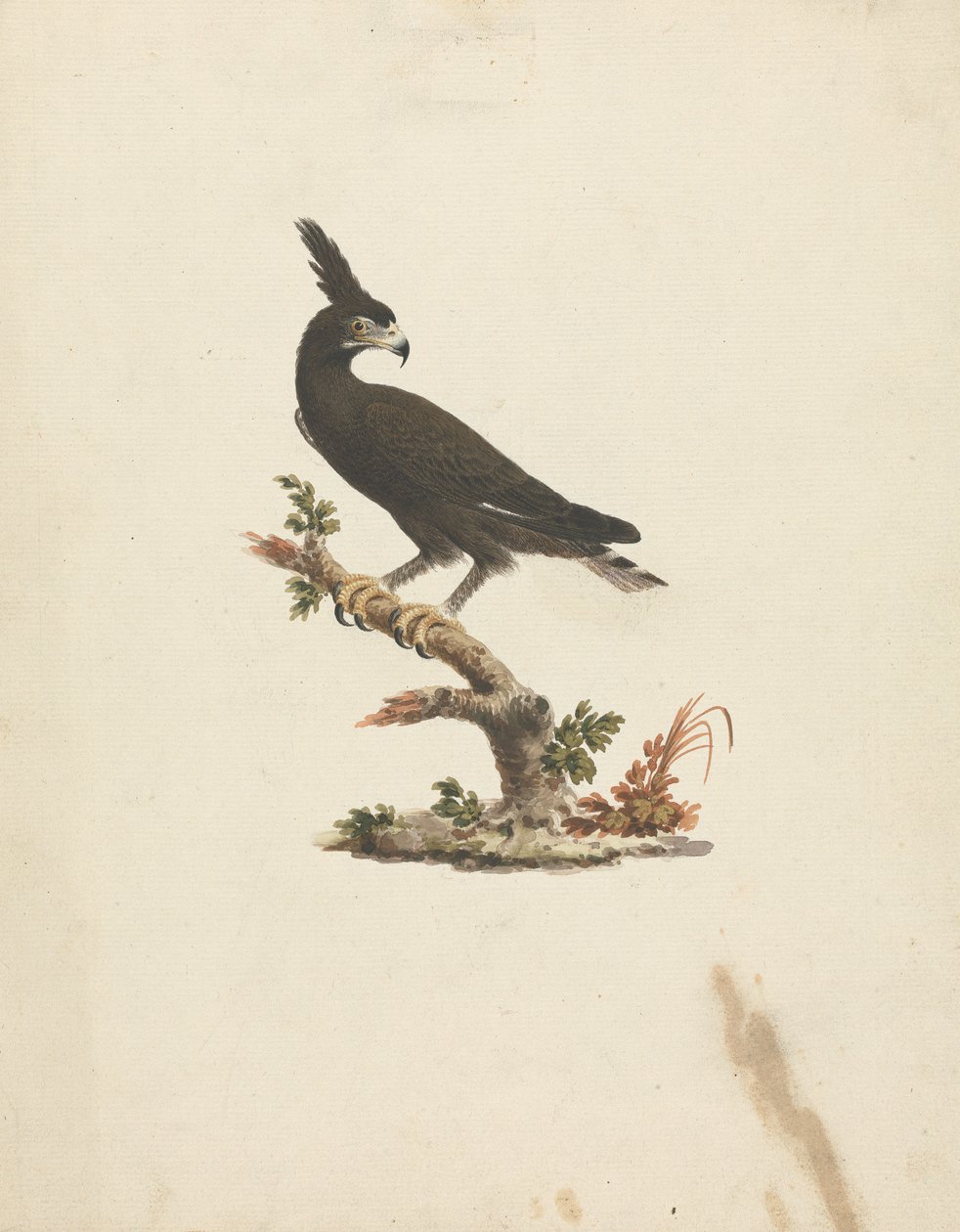 Lophaetus occipitalis (Uzun Tepeli Kartal) by James Bruce