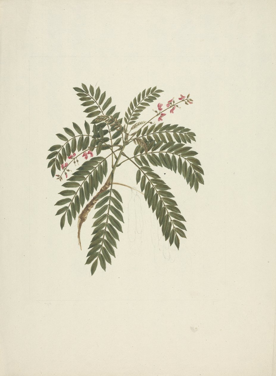 Millettia ferruginea (Hochst) Baker: bitmiş çizim by James Bruce