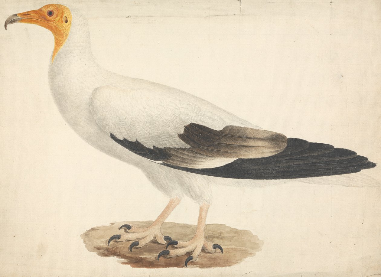 Neophron percnopterus (Mısır Akbabası) by James Bruce