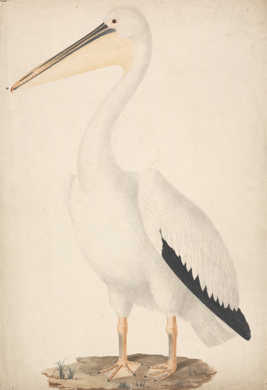 Pelecanus onocrotalus (Büyük Beyaz Pelikan) by James Bruce
