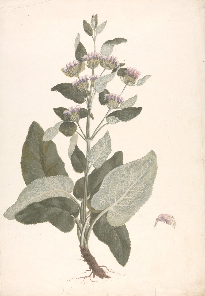 Phlomis herba-venti L. : bitmiş çizim by James Bruce
