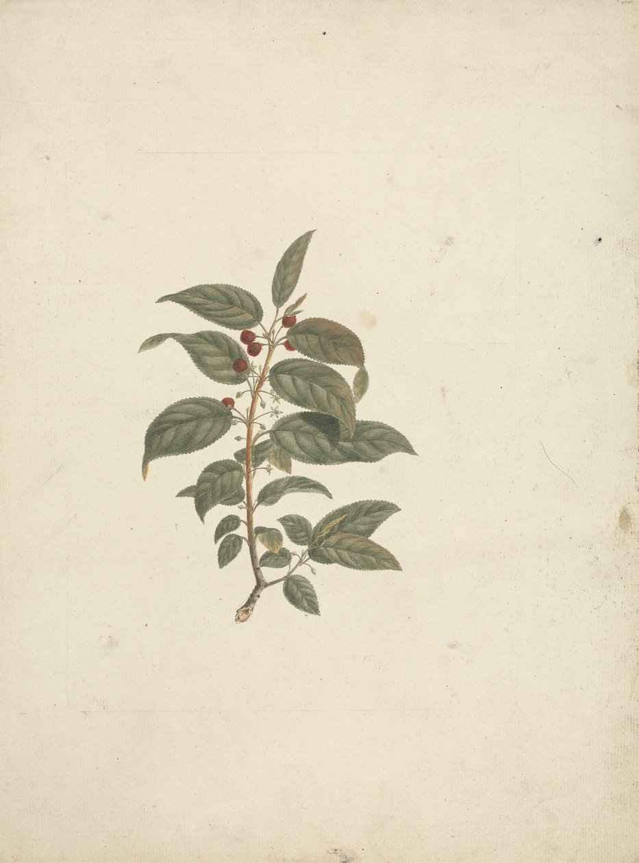Rhamnus, L'Herit'i görevlendirdi. (African Buckthorn): ayrıntılar olmadan ve meyveler eklenmiş olarak tamamlanmış çizim by James Bruce