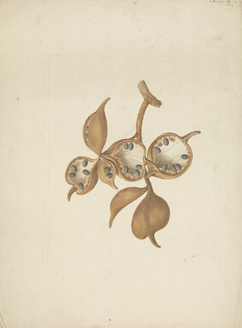 Sterculia africana (Lour.) Fiori: tohum kabukları ile gövde çizimi tamamlandı, bazıları tohumları açık gösteriyor by James Bruce
