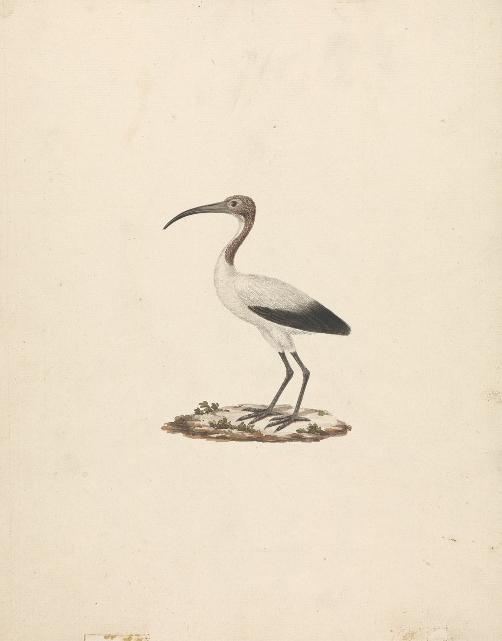 Threkiornis ethiopicus (Afrika Kutsal Ibis) by James Bruce