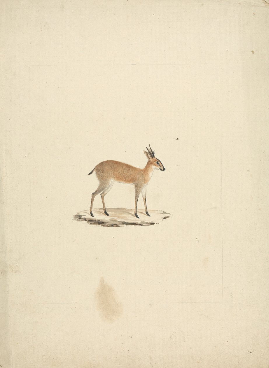 Tanımlanamayan madogua (Dik-dik) by James Bruce