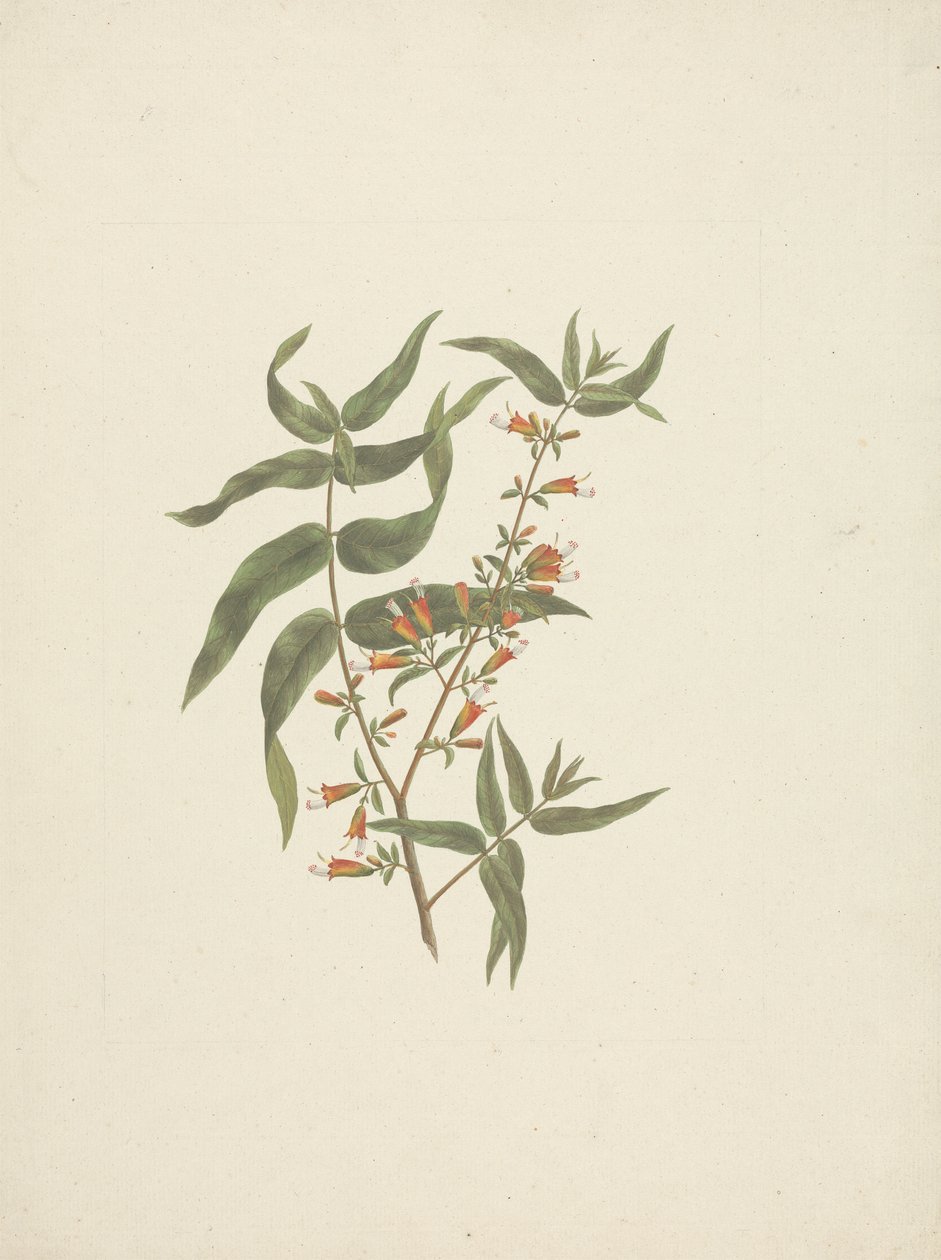 Woodfordia uniflora (A. Rich.) Koehne: çiçekli sürgün çizimi tamamlandı by James Bruce