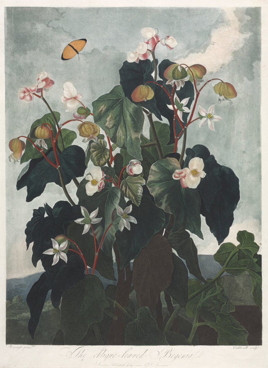Flora Tapınağı veya Doğa Bahçesi: Obique Yapraklı Begonya, 1800. by James Caldwall
