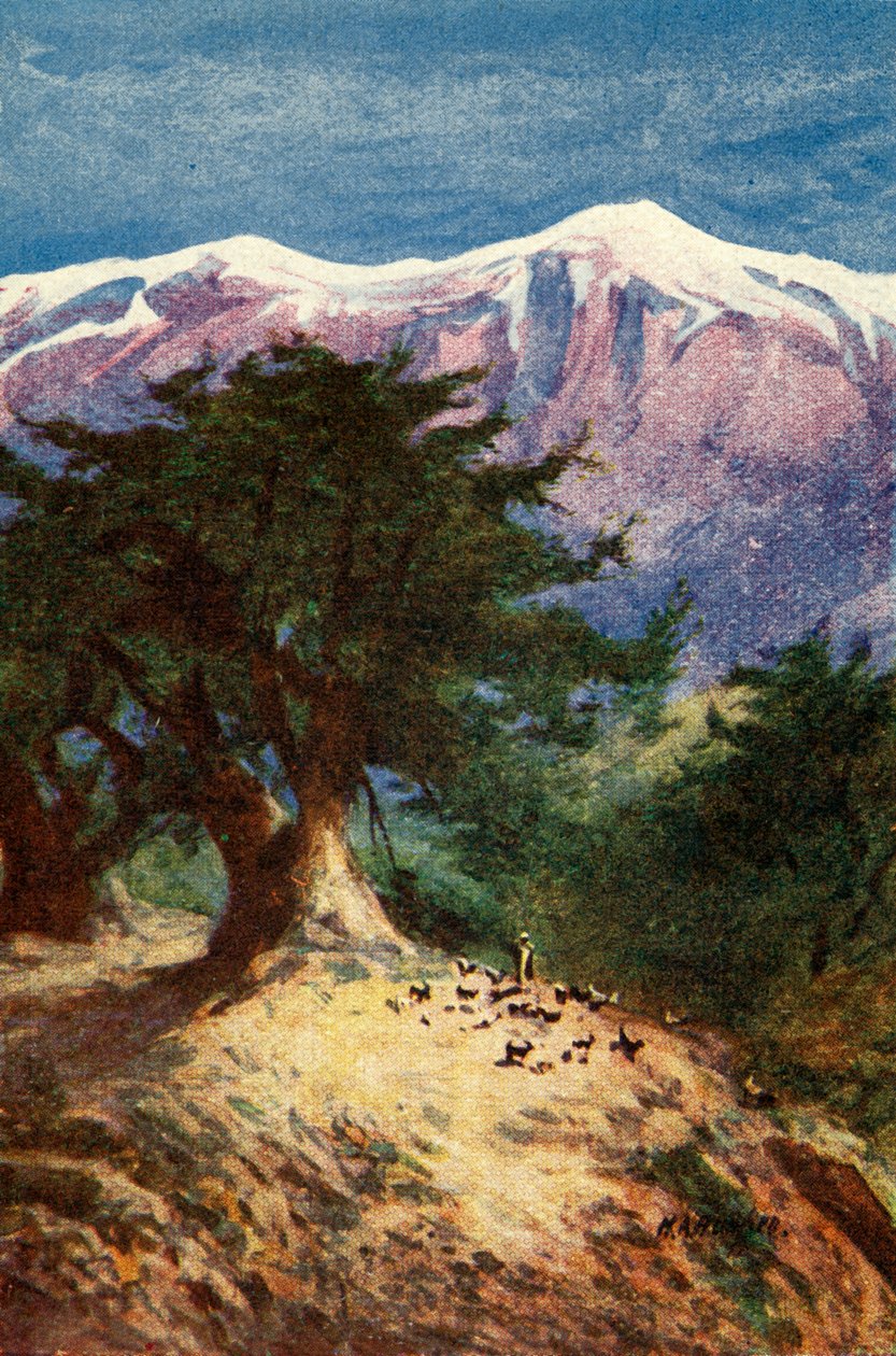 Lübnan Sedirleri - Matt. xii. 33, c1924. Yaratıcılar: James Clark, Henry A Harper. by James Clark and Henry A Harper