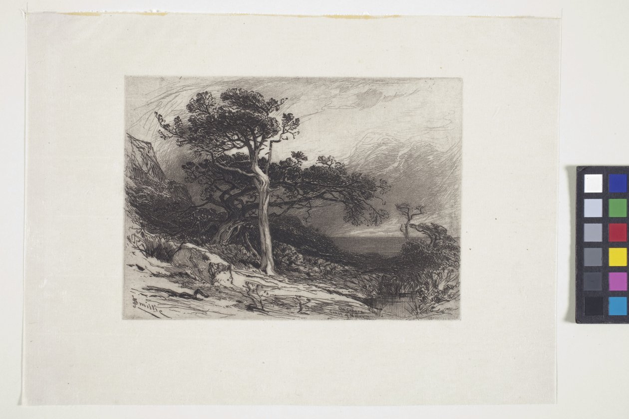 Old Cedars, Coast Of Maine (mürekkep, kalem, kurşun kalem) by James David Smillie