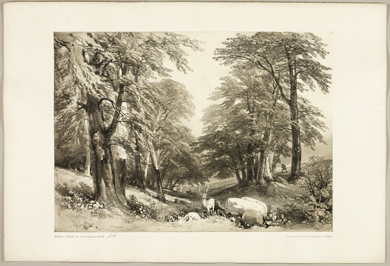 Arundale Park'taki Kayın Ağaçları, Park ve Ormandan by James Duffield Harding