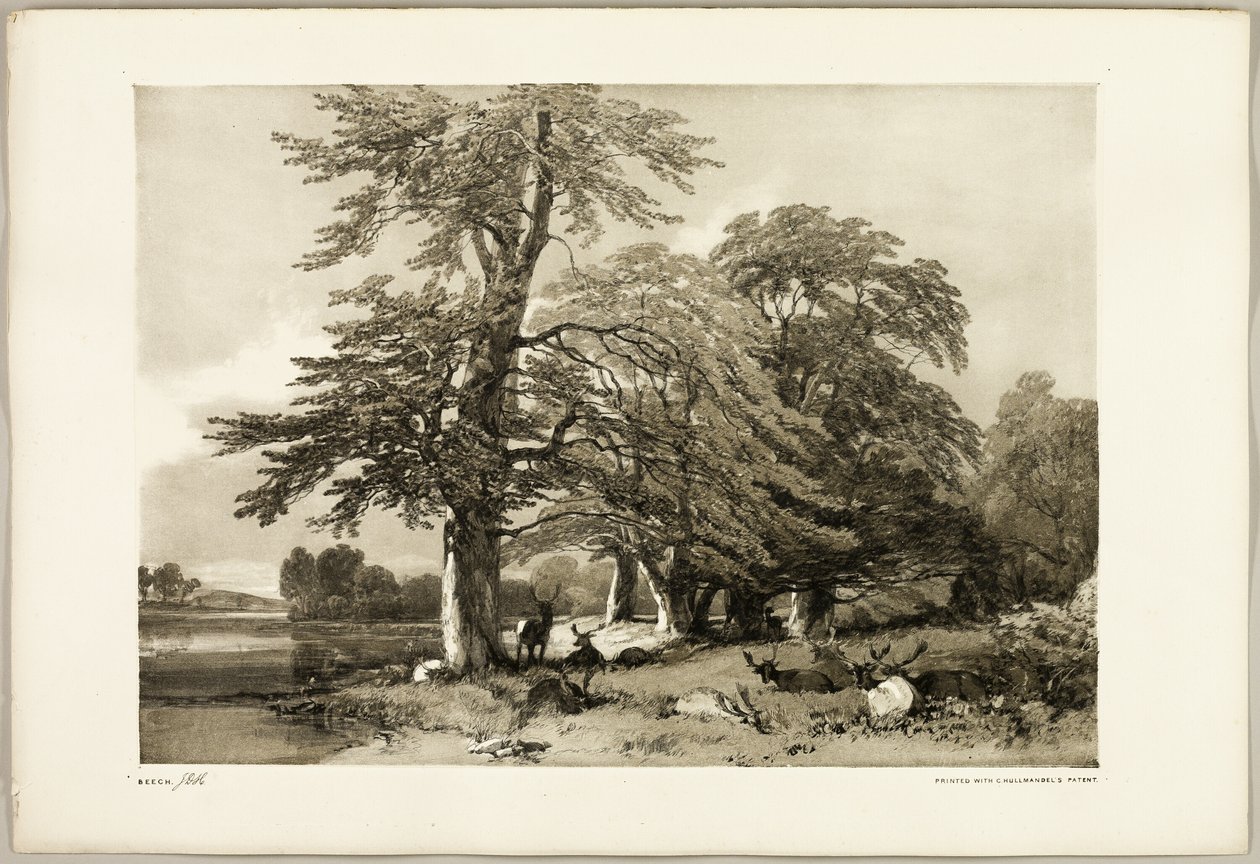 Park ve Ormandan Kayın by James Duffield Harding