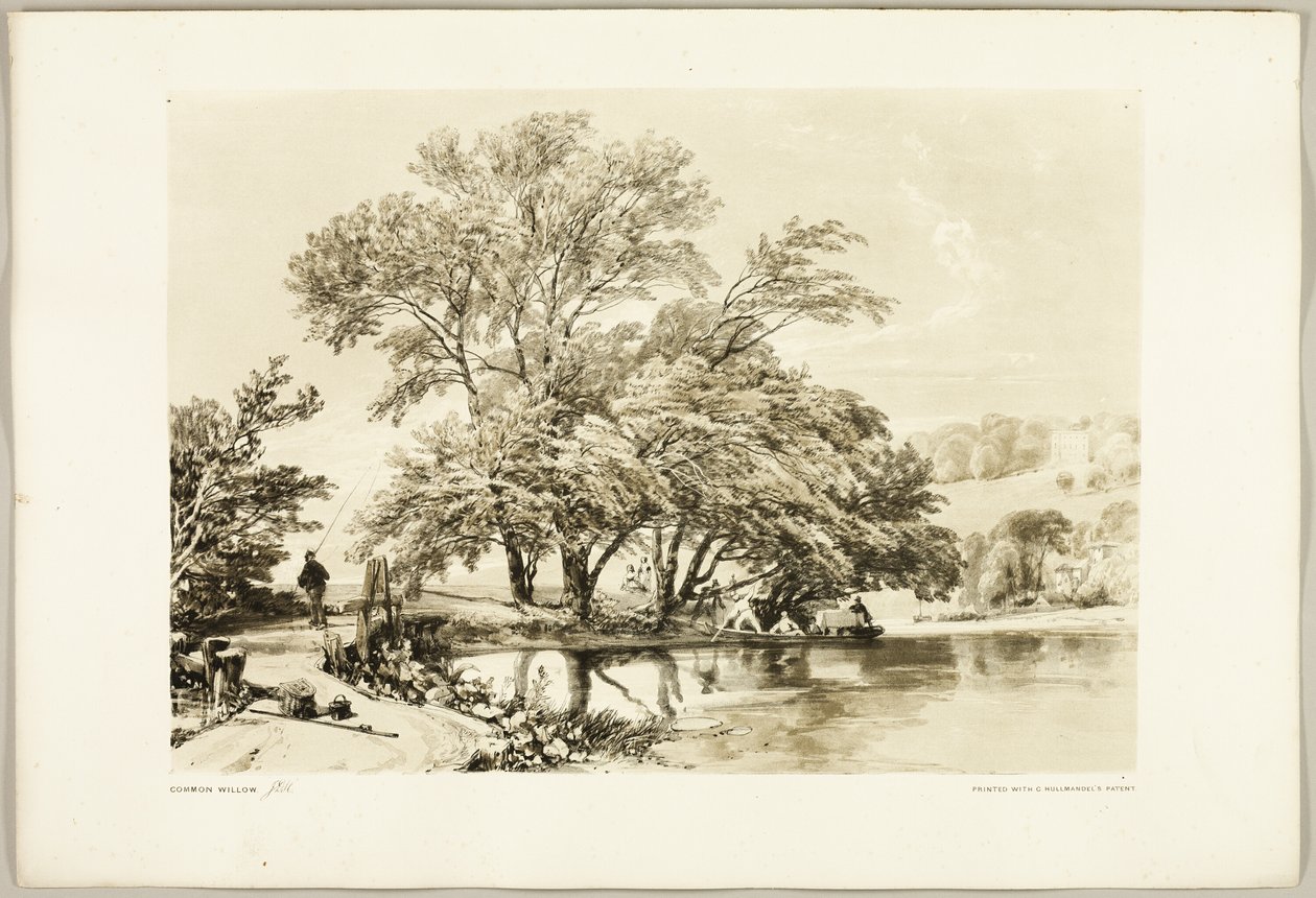 Park ve Ormandan Söğüt by James Duffield Harding