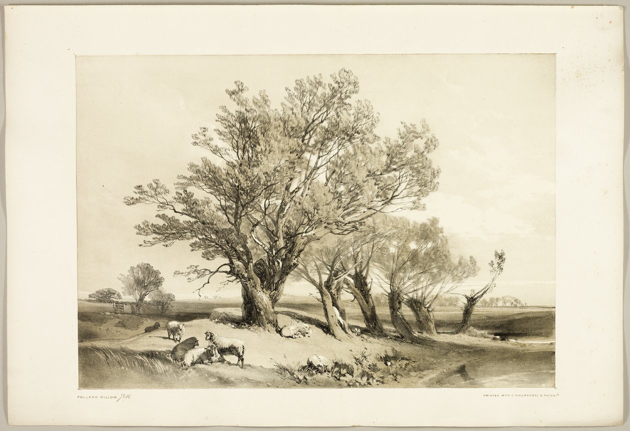 Park ve Orman'dan Pollard Willow by James Duffield Harding