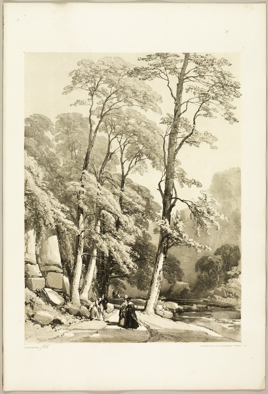 Çınar, Park ve Orman