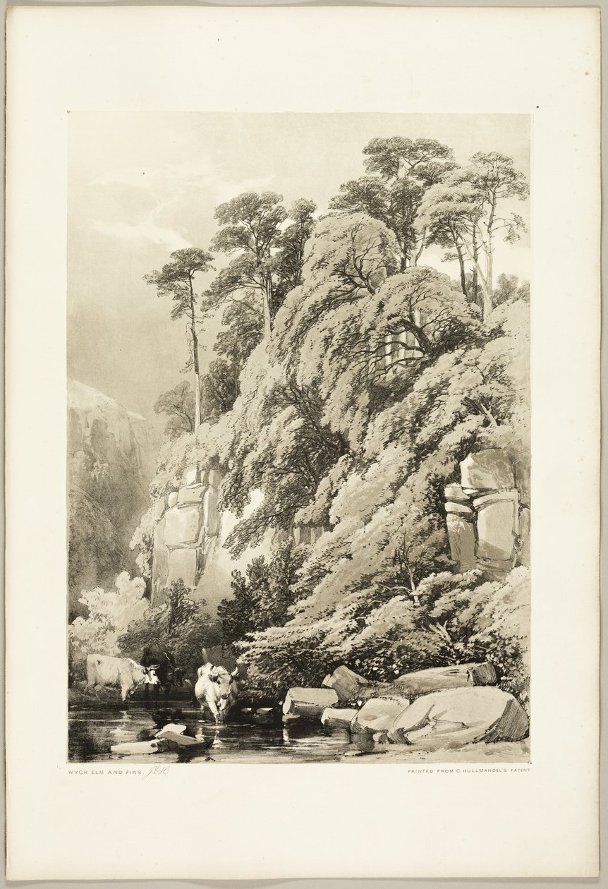 Wych Elm ve Firs, The Park and the Forest