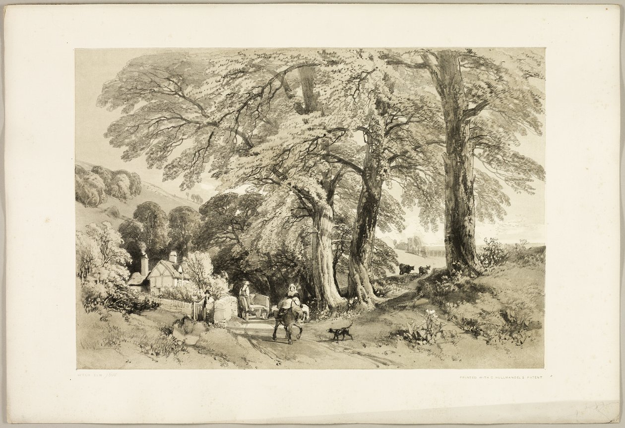 Wych Elm, Park ve Orman'dan by James Duffield Harding