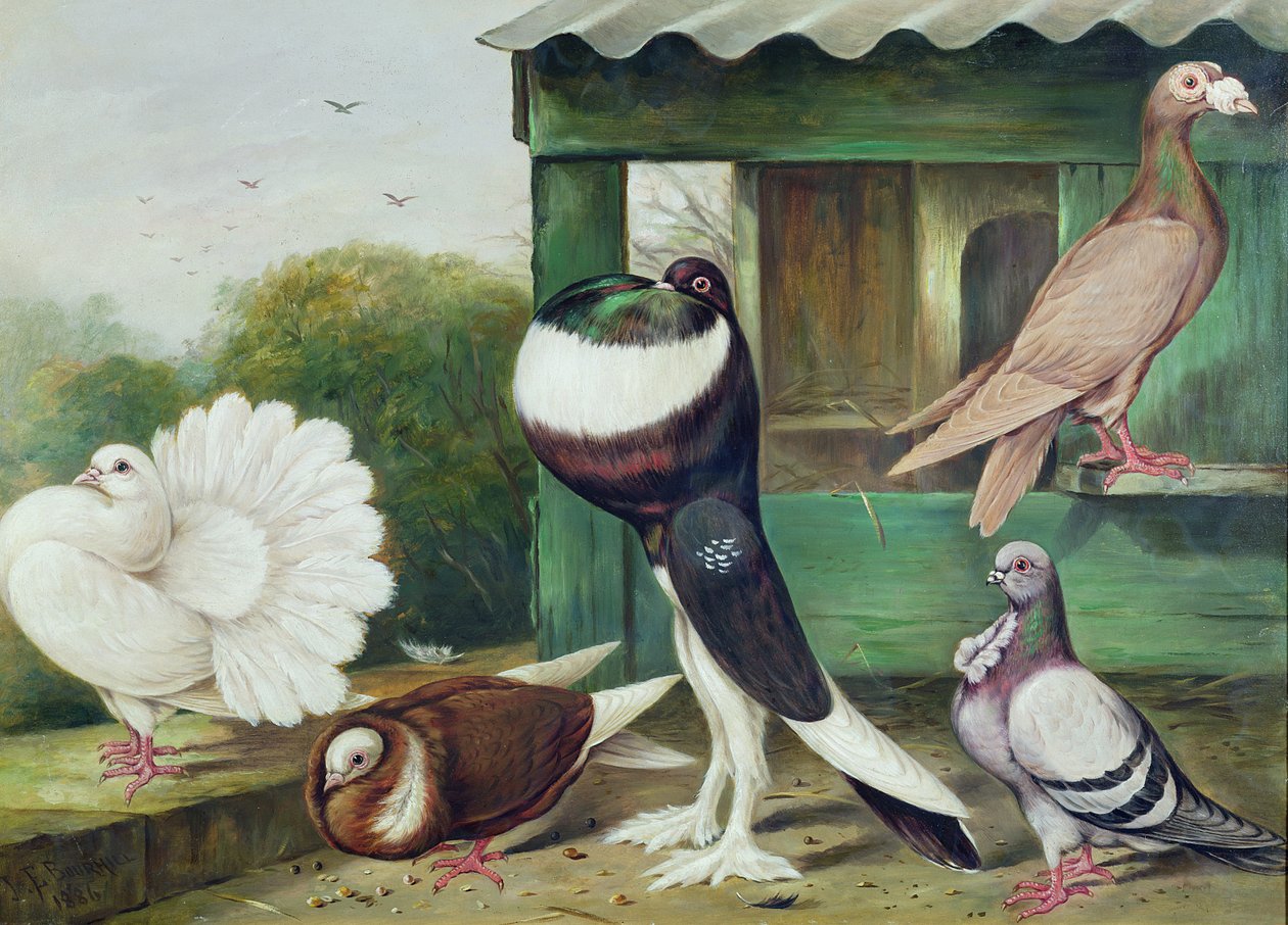 Bilinmeyen resim by James E. Bourhill