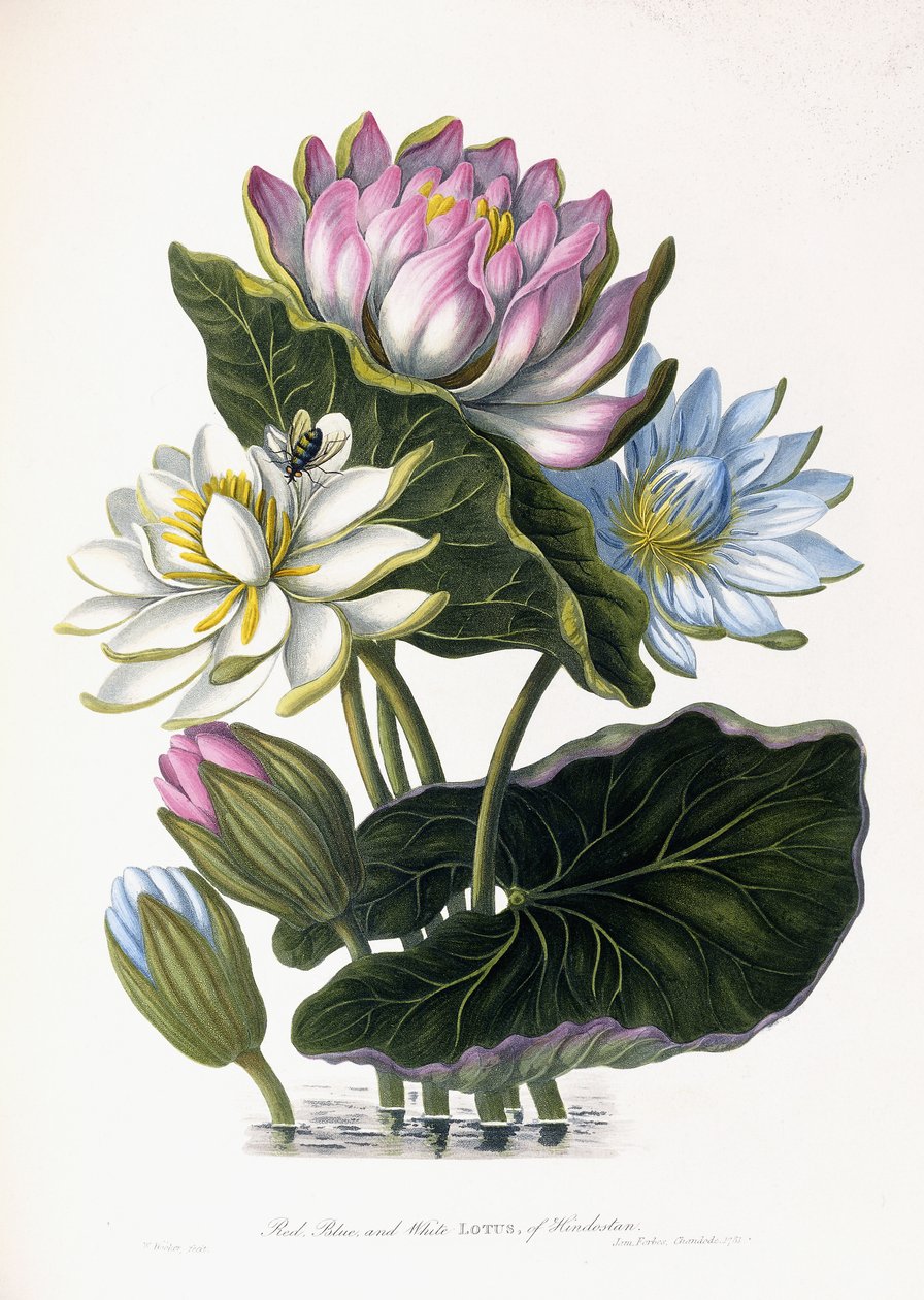 Hindustan Kırmızı, Mavi ve Beyaz Lotus, 1781 by James Forbes