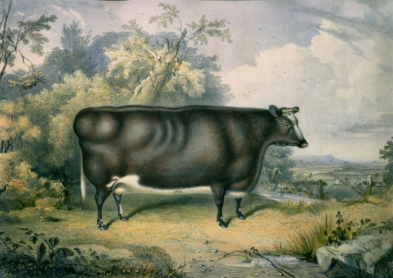 Cottesmore Ödül Düvesi, Henry Strafford