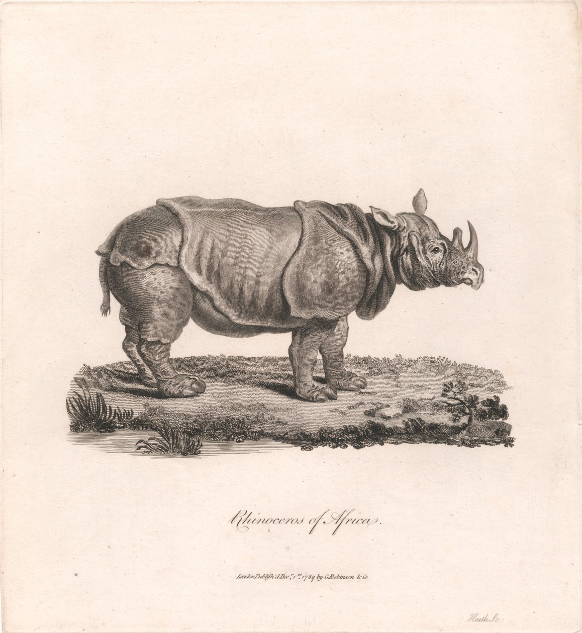 Afrika gergedanı by James Heath
