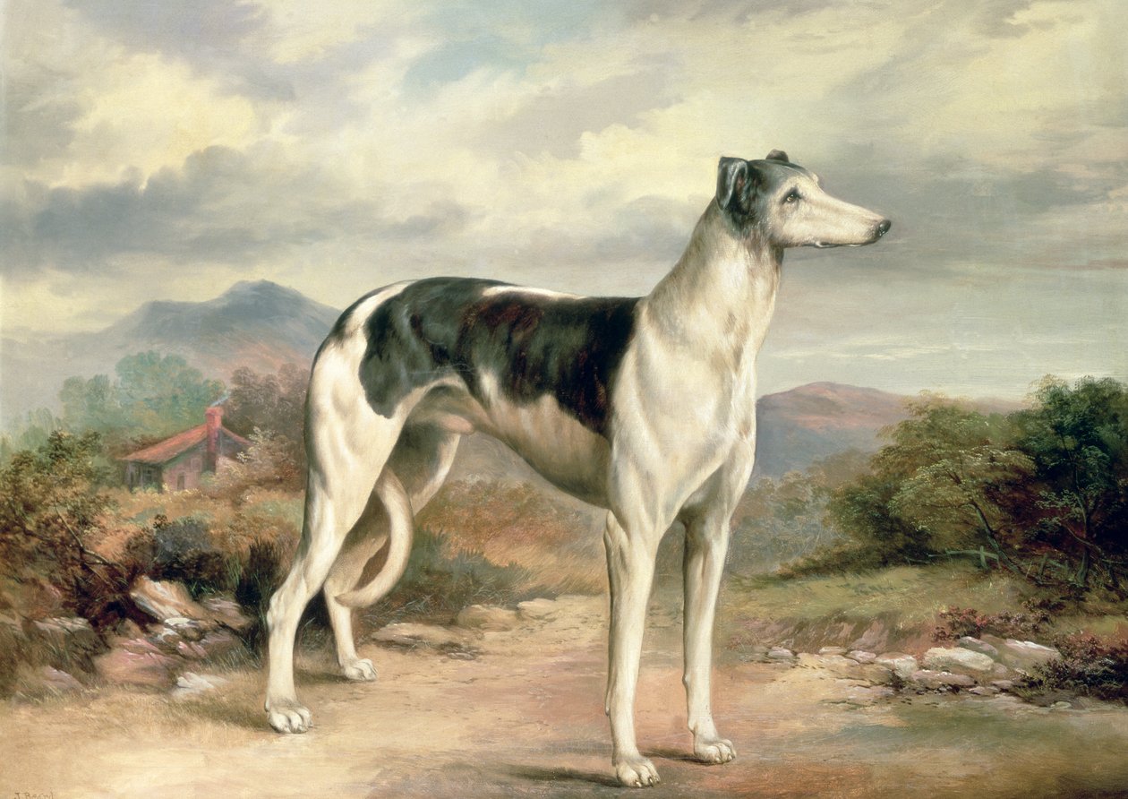 Tepelik bir manzarada bir Tazı by James Henry Beard