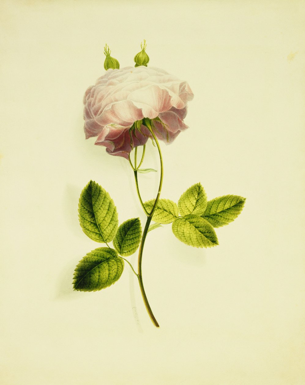pembe bir gül, by James Holland