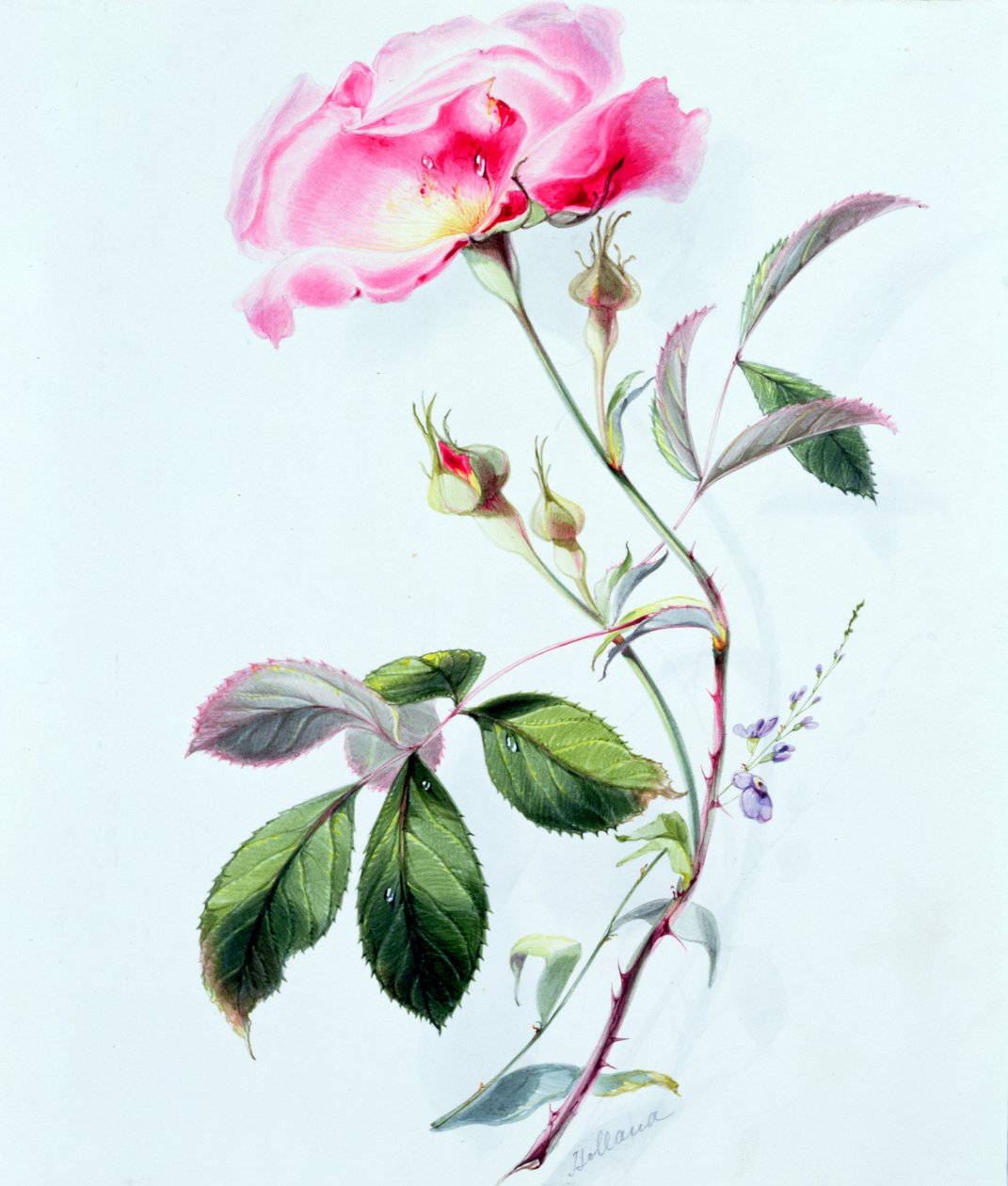 bir gül by James Holland