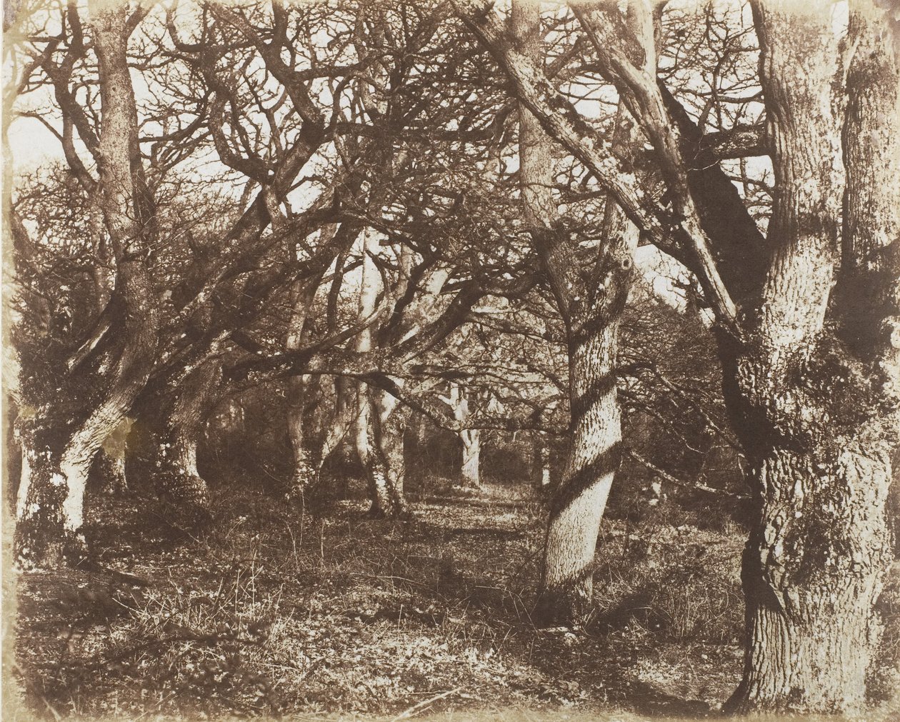 Leigh Woods