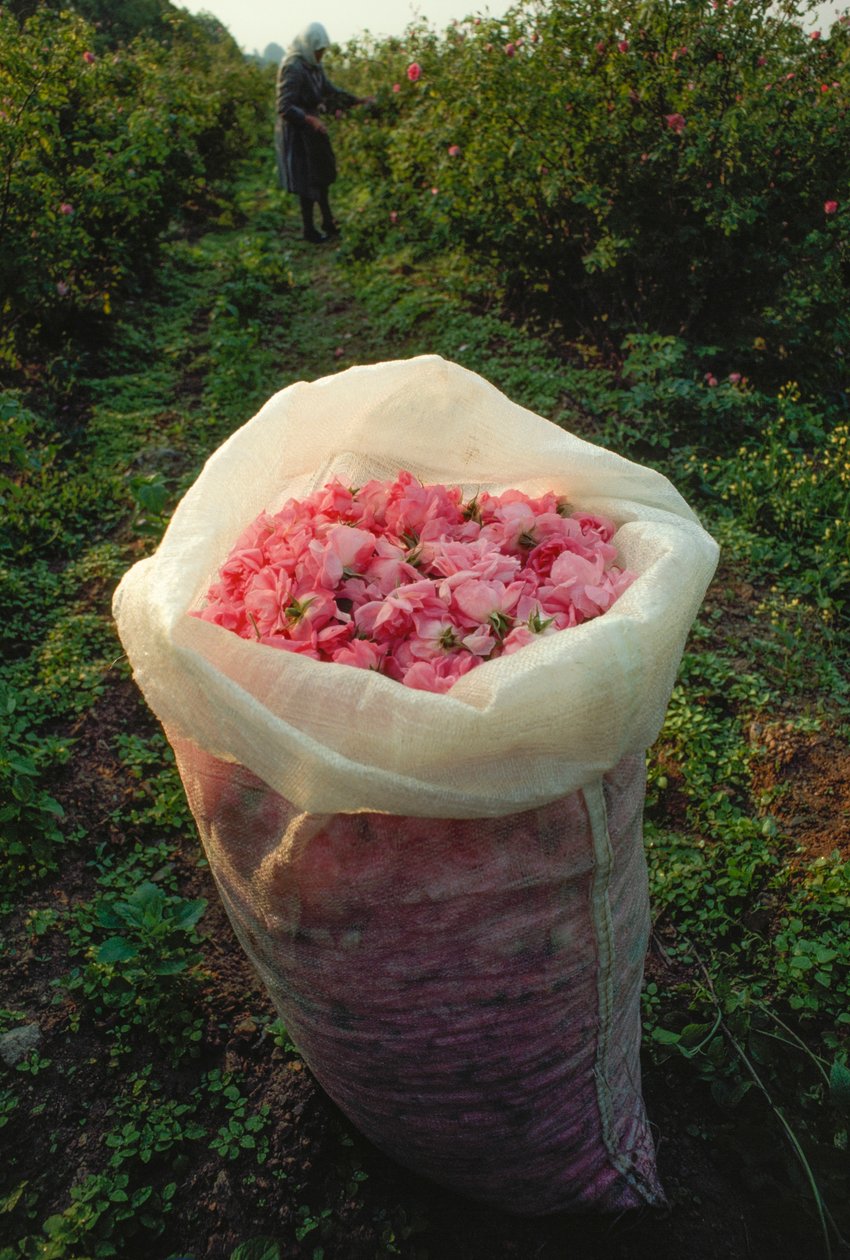  by James L Stanfield