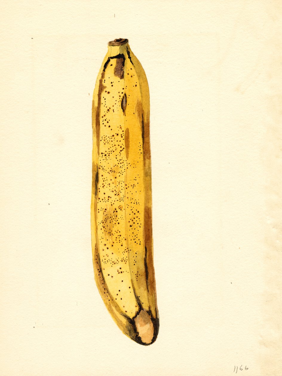 Muz (Musa) (suluboya) by James Marion Shull