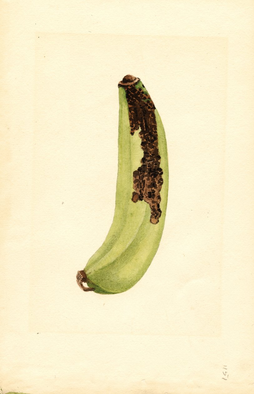  by James Marion Shull