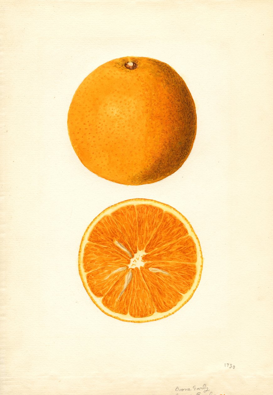 by James Marion Shull